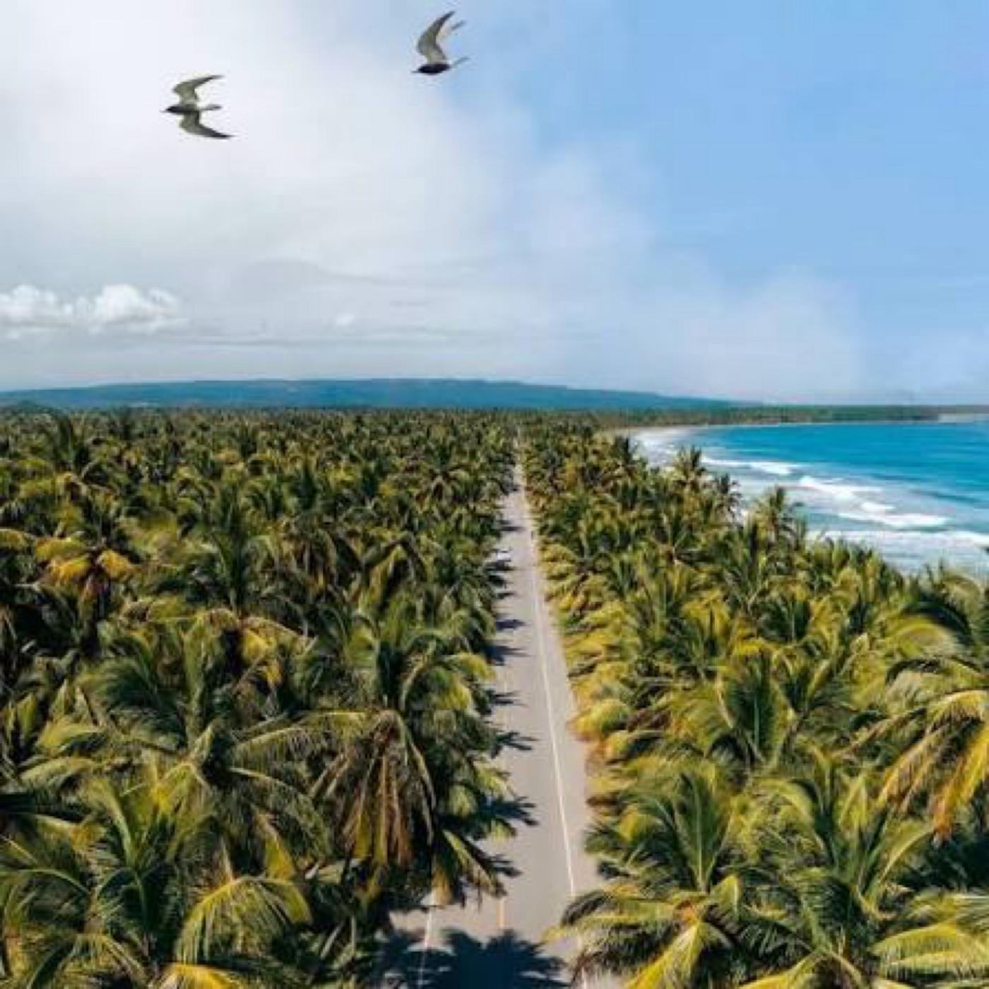 Palmeras de Nagua